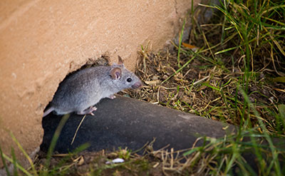 Rodent Exclusion Services by Allied Termite & Pest Control in Cordova, TN