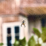Spider on spider web in Memphis TN | Allied Termite & Pest Control