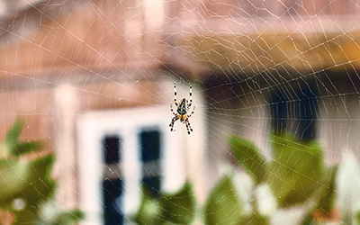 Spider on spider web in Memphis TN | Allied Termite & Pest Control