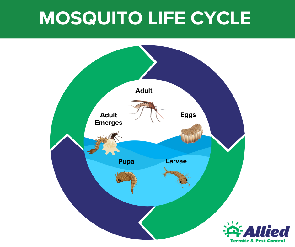 Allied Mosquito Life Cycle Info Graphic