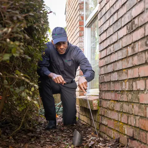 Termite inspections in Cordova and Somerville TN by Allied Termite & Pest Control