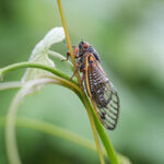 Cicadas In Tennessee by Allied Termite & Pest Control in Cordova, TN