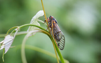 Cicadas In Tennessee by Allied Termite & Pest Control in Cordova, TN