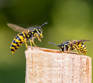 Difference Between Wasps and Hornets in your area
