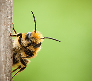 Identifying When You Have a Bee Issue in your area