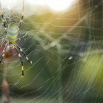 Joro Spider in Memphis TN | Allied Termite & Pest Control