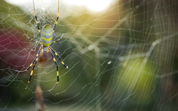 Joro Spider in Memphis TN | Allied Termite & Pest Control