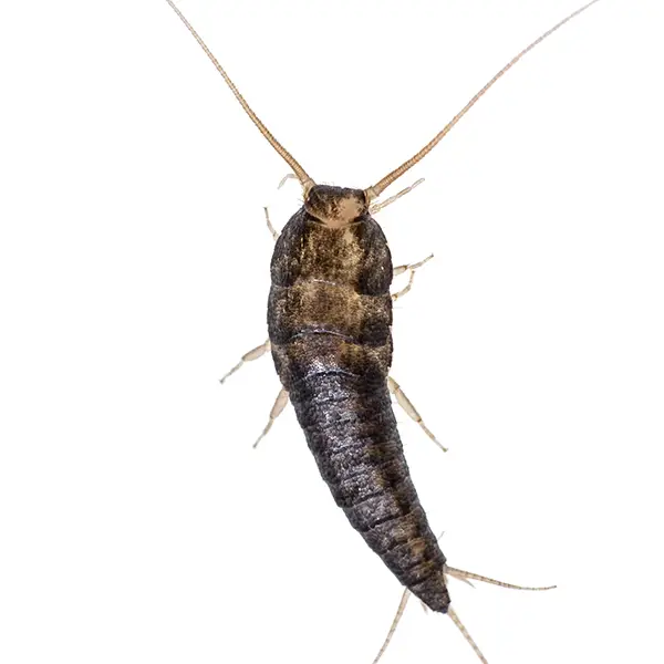 Silverfish | Allied Termite & Pest Control serving Memphis, TN