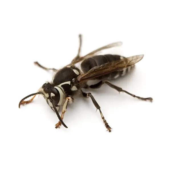 Bald-Faced Hornet | Allied Termite & Pest Control serving Memphis, TN