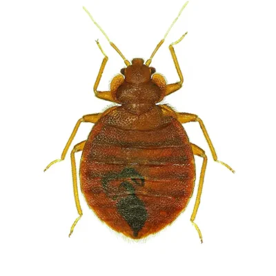 Bed Bug | Allied Termite & Pest Control serving Memphis, TN