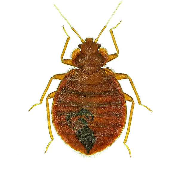 Bed Bug | Allied Termite & Pest Control serving Memphis, TN