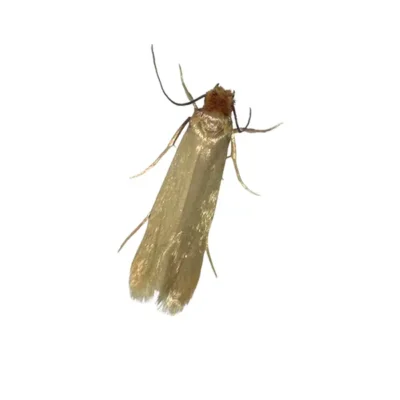 Clothes Moth | Allied Termite & Pest Control serving Memphis, TN