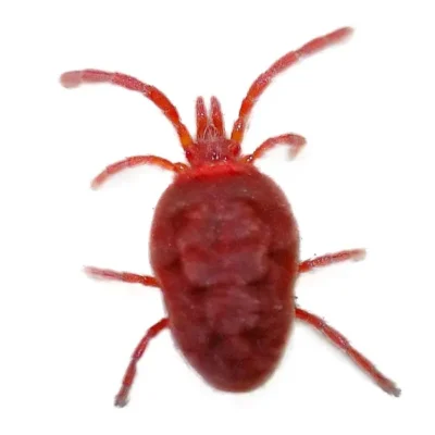 Clover Mite | Allied Termite & Pest Control serving Memphis, TN