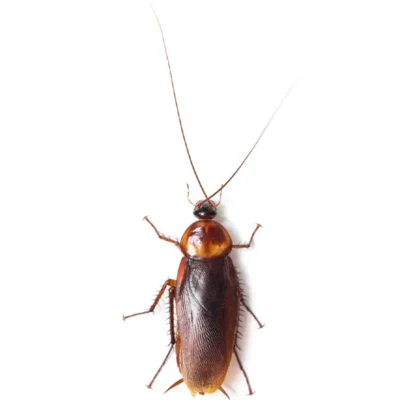 Cockroach | Allied Termite & Pest Control serving Memphis, TN