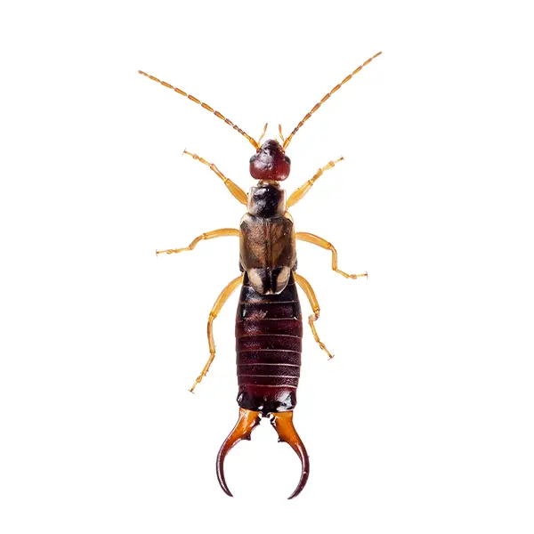 Earwig | Allied Termite & Pest Control serving Memphis, TN