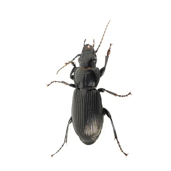 Ground Beetle | Allied Termite & Pest Control serving Memphis, TN