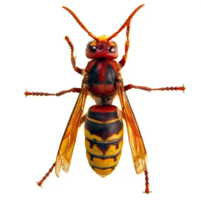 Hornet | Allied Termite & Pest Control serving Memphis, TN