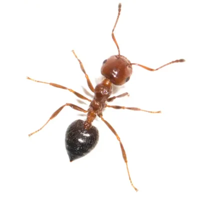 House Ant | Allied Termite & Pest Control serving Memphis, TN