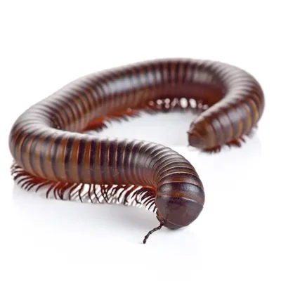 Millipede | Allied Termite & Pest Control serving Memphis, TN