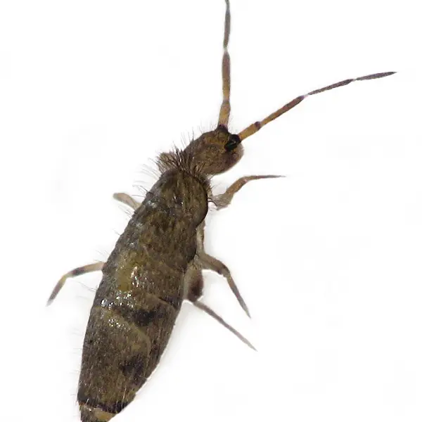 Springtail | Allied Termite & Pest Control serving Memphis, TN