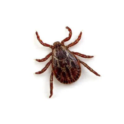 Tick | Allied Termite & Pest Control serving Memphis, TN