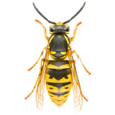 Hornet | Allied Termite & Pest Control serving Memphis, TN