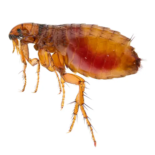 Flea | Allied Termite & Pest Control serving Memphis, TN