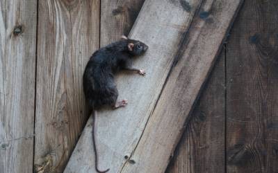 Roof rat climbing toward an attic in Tennessee