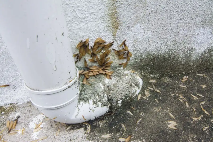 When is termite season in Cordova, TN |  Allied Termite & Pest Control