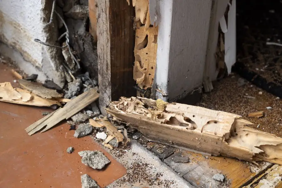 What do termites damage in Cordova, TN |  Allied Termite & Pest Control