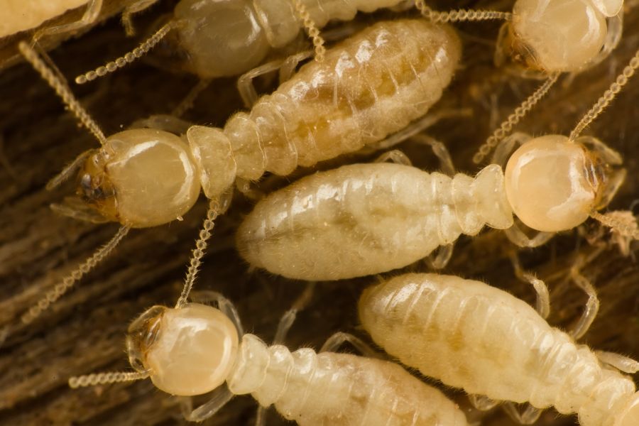 termite lifecycle in Cordova, TN |  Allied Termite & Pest Control