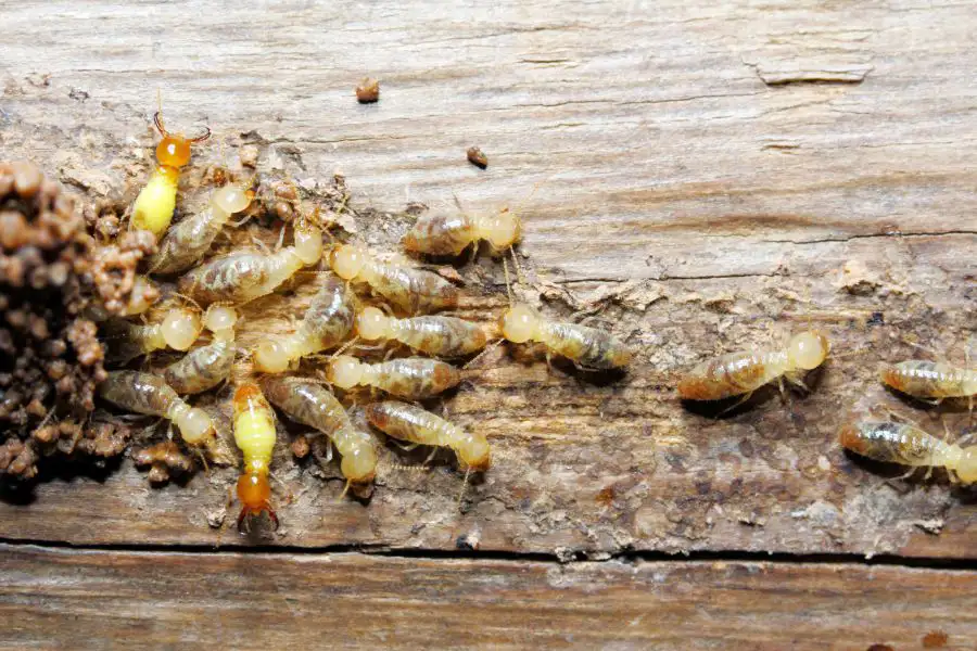 Damage caused by termites in Cordova, TN |  Allied Termite & Pest Control
