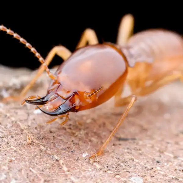 Termite Identification in Cordova, TN |  Allied Termite & Pest Control