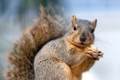 Wildlife  Exclusion in your area