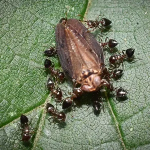 A cluster of acrobat ants on a leaf carrying an insect - Keep ants away form your home with Allied Termite & Pest Control in TN
