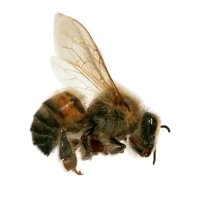 An africanized honey bee on a white background - keep bees away from your home with Allied Termite and Pest Control in TN