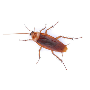 American Cockroach identification in Cordova, TN |  Allied Termite & Pest Control