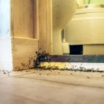 Ants on the ground leading into the bathroom.