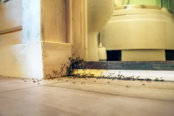 Ants on the ground leading into the bathroom.