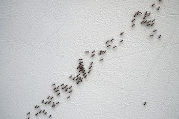 ants leaving a trail on a wall