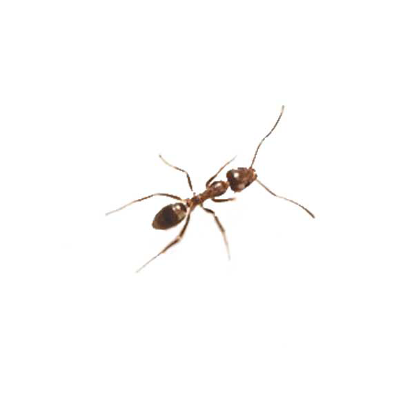 Argentine Ant identification in Cordova, TN |  Allied Termite & Pest Control