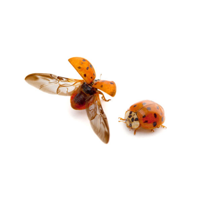 Asian Lady Beetle | Allied Termite & Pest Control serving Memphis, TN