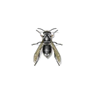Bald-Faced Hornet identification in Cordova, TN |  Allied Termite & Pest Control