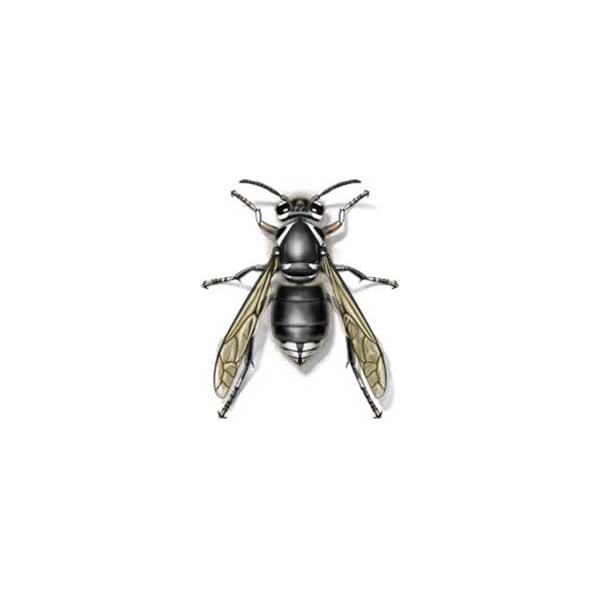 Bald-Faced Hornet identification in Cordova, TN |  Allied Termite & Pest Control