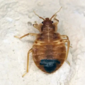 A bed bug crawling on a bed sheet - keep bed bugs away from your home with Allied Termite and Pest Control in TN