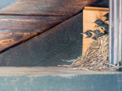 Expert Tips to Keep Birds Out of Your Attic in your area