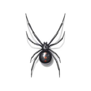 Black Widow identification in Cordova, TN |  Allied Termite & Pest Control