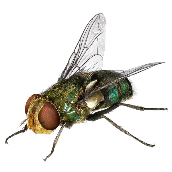 Blow Fly identification in Cordova, TN |  Allied Termite & Pest Control