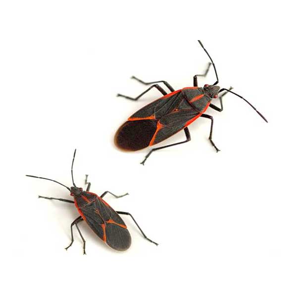 Boxelder Bugs | Allied Termite & Pest Control serving Memphis, TN