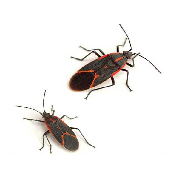 Boxelder Bug identification in Cordova, TN |  Allied Termite & Pest Control